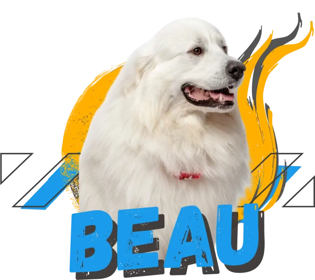 Beau, Paragon Accounting dog mascot and Council of Treats and Vibe representative