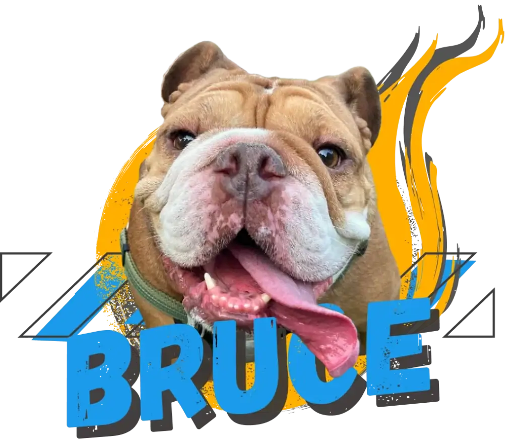 Bruce, office dog at Paragon Accounting and Council of Treats and Vibe member