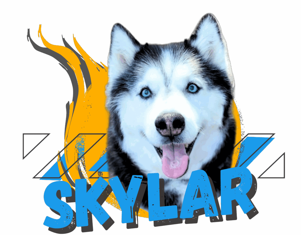 Skylar the black and white husky, member of Paragon’s Council of Treats and Vibe